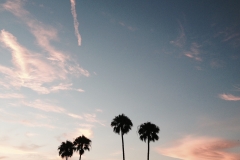 Newport Palms