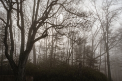 22Fog_005